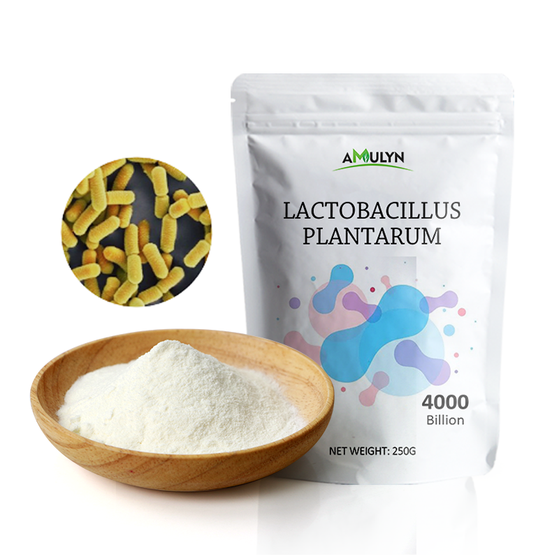 lactobacillus plantarum Probiotics Powder