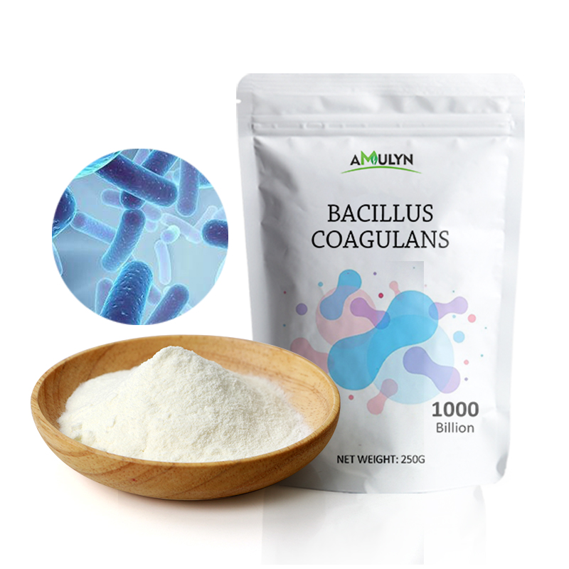 Bacillus Coagulans Probiotics Powder