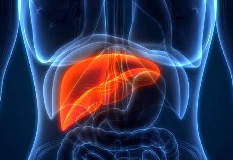 AMULYN Soy Lecithin Granules For Health Food-Liver