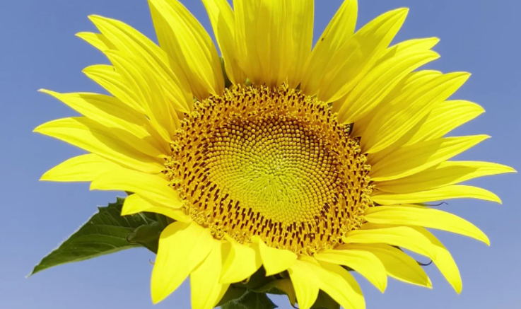 Sunflower Lecithin Amulyn