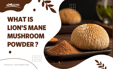 What is Lion's Mane Mushroom Extract Powder?