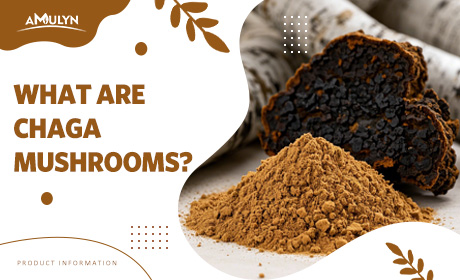Do You Know What Chaga Extract Powder Is?