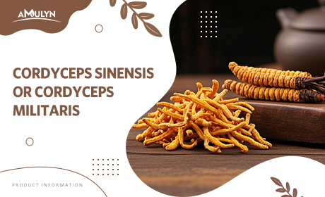 Cordyceps Sinensis Or Cordyceps Militaris, Which One Should You Choose?