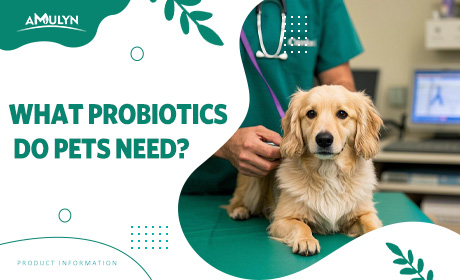 What Probiotics Do Pets Need?