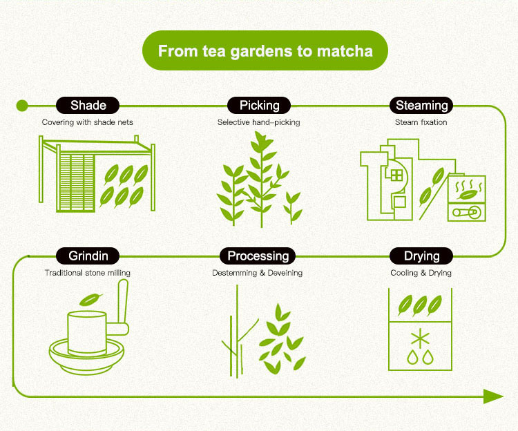 AMULYN Matcha Production Process
