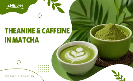 The Science of Serenity: Decoding L-Theanine and Caffeine Synergy in Matcha for Stress-Relief Product Claims