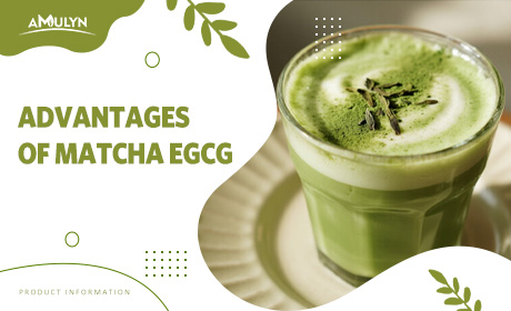 EGCG Concentration in Matcha vs. Other Teas: The Bioavailability Advantage for Your Health Products