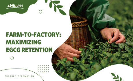 A “blessed” supply chain from farm to factory: How does our organic certification ensure maximum retention of the active ingredient (EGCG)?
