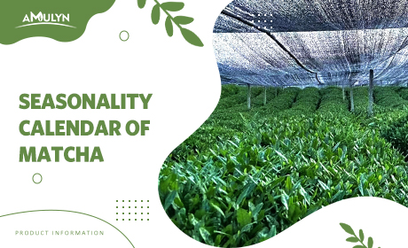 Seasonality Calendar of Matcha: Harvest Periods, Availability Windows, and Forward Pricing Trends