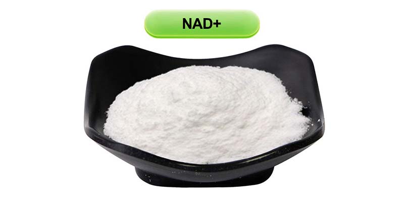 β-Nicotinamide Adenine Dinucleotide (NAD+)