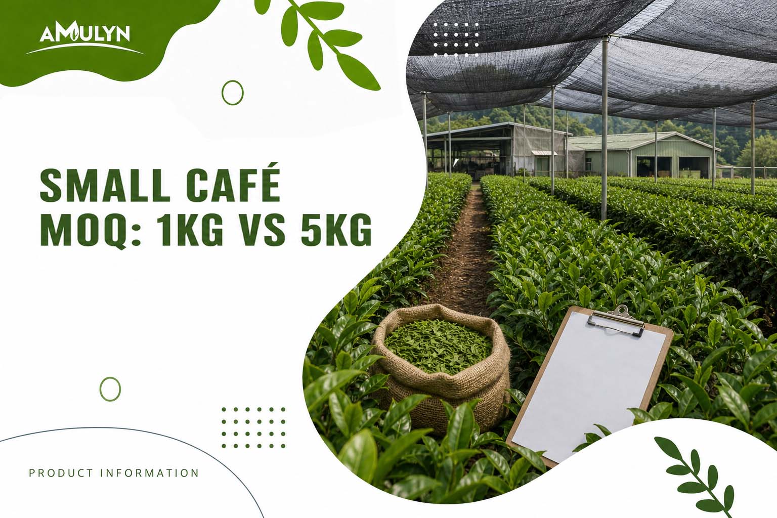 Minimum Order Quantities for Matcha: 1kg vs. 5kg—What's Actually Right for Your Small Café?
