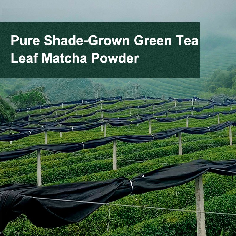 Premium Beverage Grade Matcha Powder