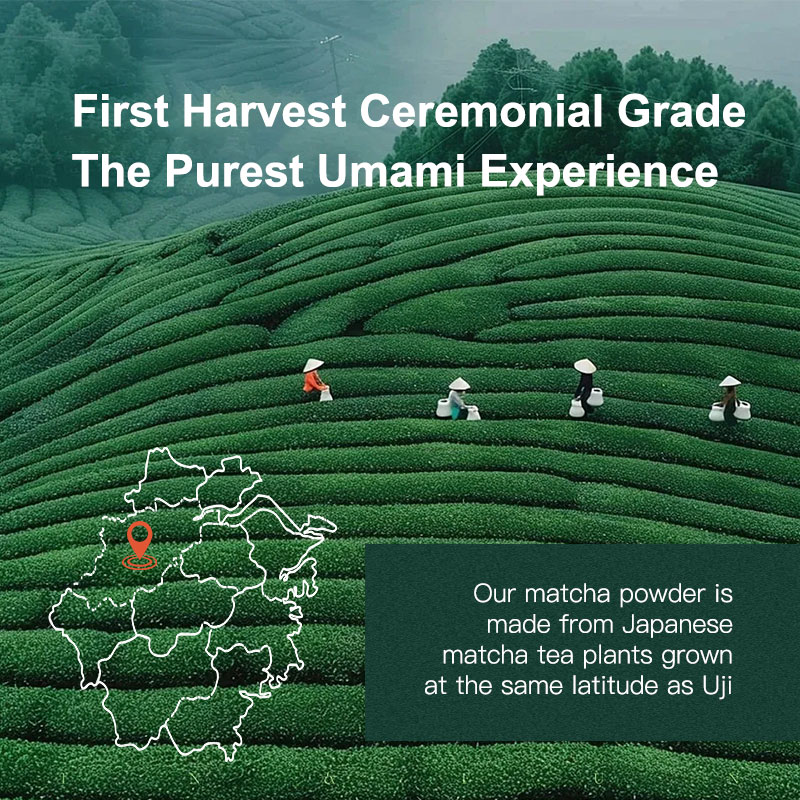 Organic Ceremonial Grade Matcha Powder