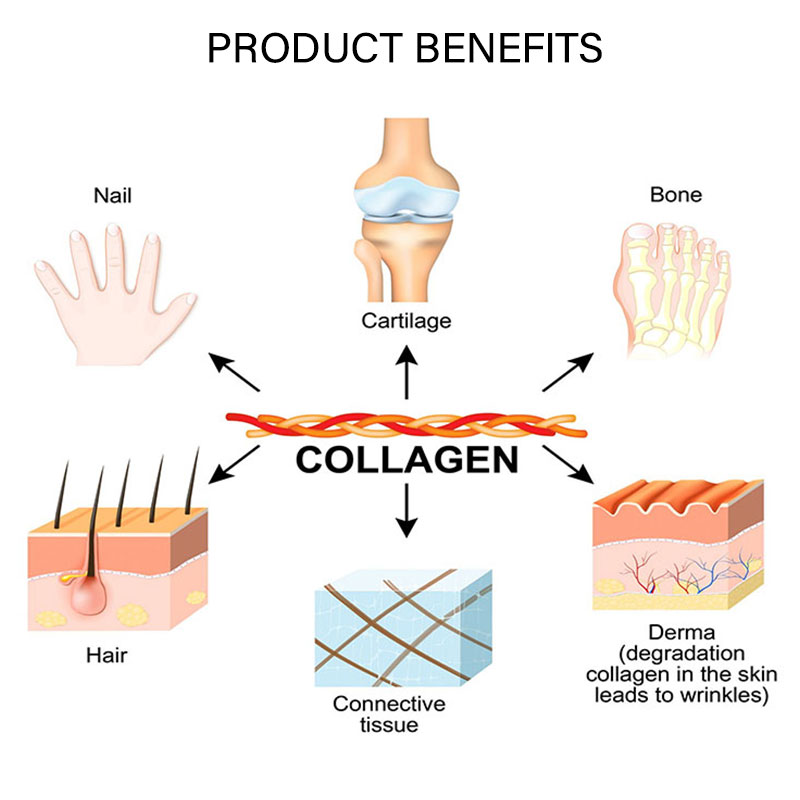 Chicken Collagen Peptide (Hydrolyzed Type II Collagen)