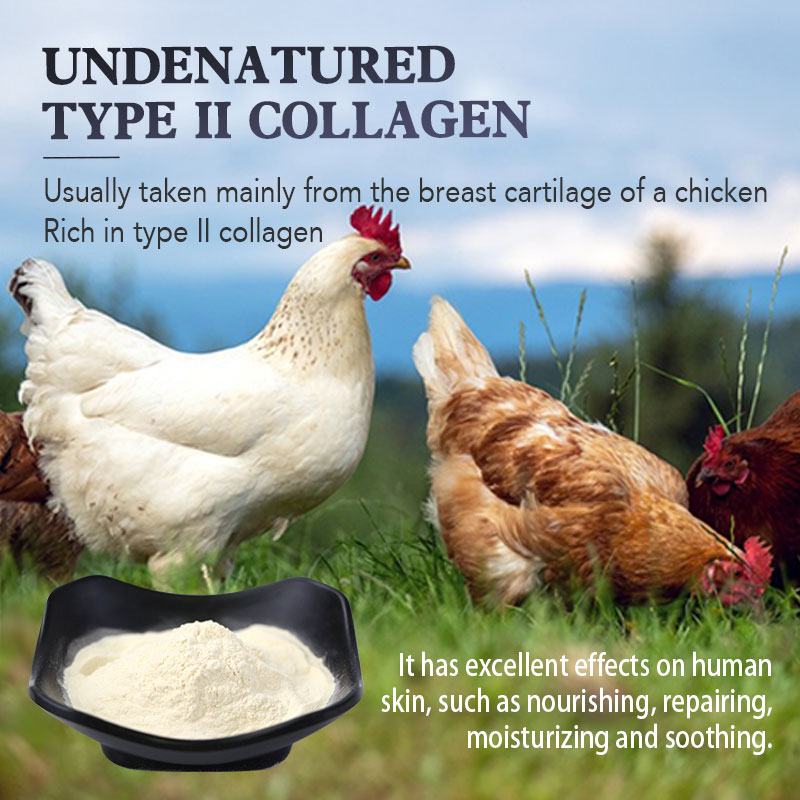 Undenatured Type II Collagen